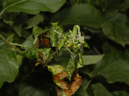 10-30% Apple Harvest Reduction Due To Rosy Apple Aphid Infestation 10-30% Apple Harvest Reduction Due To Rosy Apple Aphid Infestation