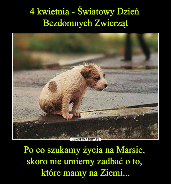 4 Kwietnia: Międzynarodowy Dzień Zwierząt Bezdomnych - Jak Możesz Pomóc?