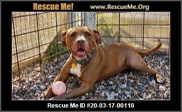 49 Dogs Rescued From Licensed Breeder In Washington County Investigation 49 Dogs Rescued From Licensed Breeder In Washington County Investigation