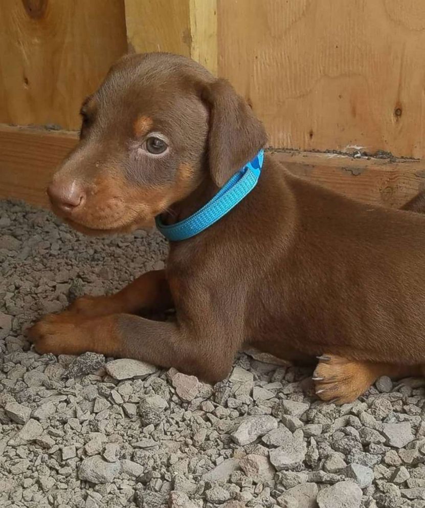 49 Dogs Seized From Washington County Breeder: Details Emerge 49 Dogs Seized From Washington County Breeder: Details Emerge