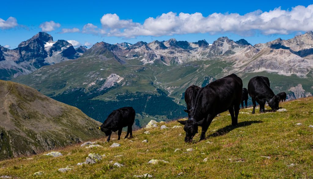 96 Cows Airlifted: Successful Rescue Operation In Swiss Village 96 Cows Airlifted: Successful Rescue Operation In Swiss Village