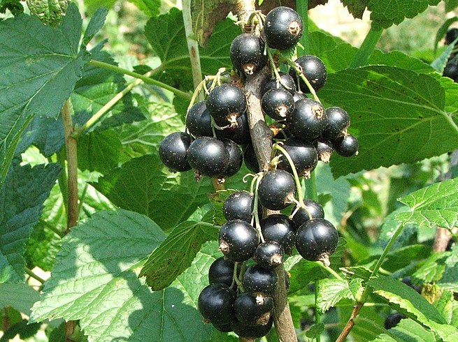 A Guide To Choosing And Serving Cassis Blackcurrant A Guide To Choosing And Serving Cassis Blackcurrant