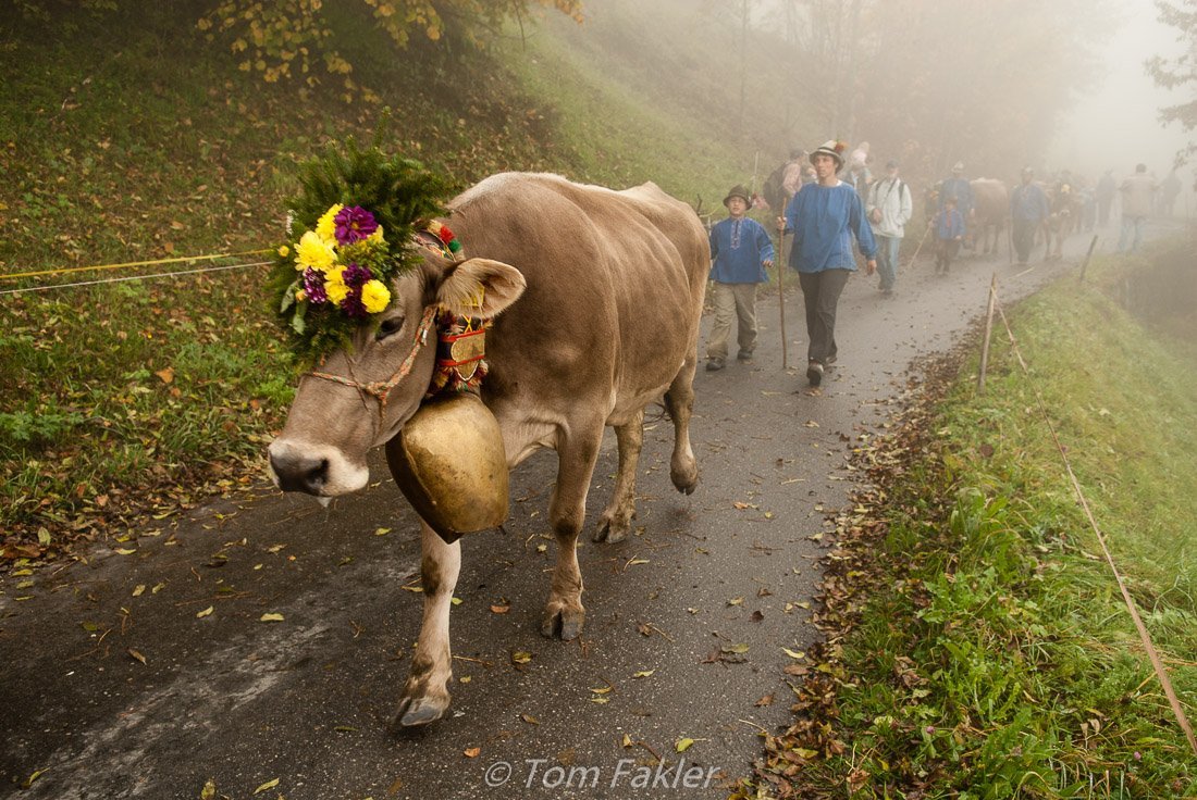 Airlifting Cows: The Swiss Village's Unconventional Solution Airlifting Cows: The Swiss Village's Unconventional Solution