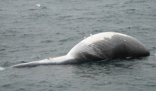 Anchorage Fin Whale Skeleton Recovery Delayed By Soft Mudflats And Warm Weather Anchorage Fin Whale Skeleton Recovery Delayed By Soft Mudflats And Warm Weather