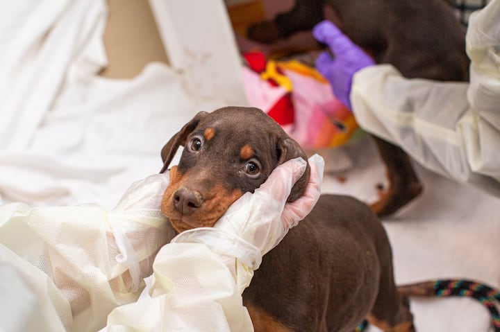 Animal Welfare Concerns: 49 Dogs Removed From Licensed Breeder In Washington County Animal Welfare Concerns: 49 Dogs Removed From Licensed Breeder In Washington County