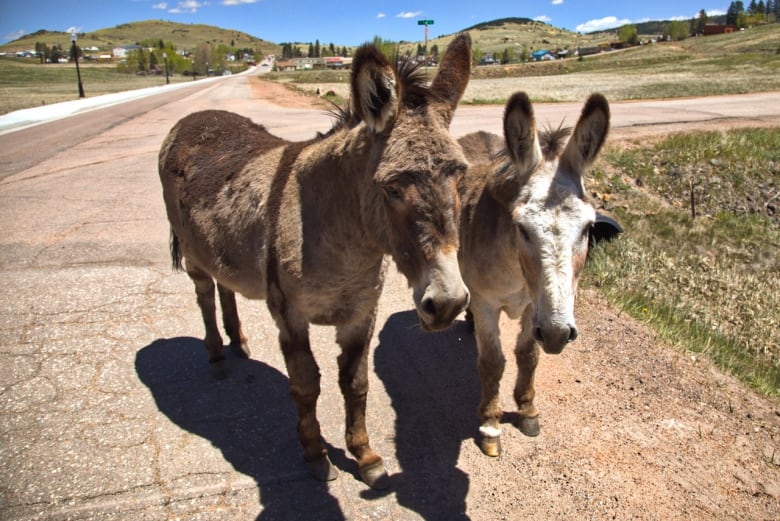 Annual Donkey Roundup Rocks Southern California Town Annual Donkey Roundup Rocks Southern California Town