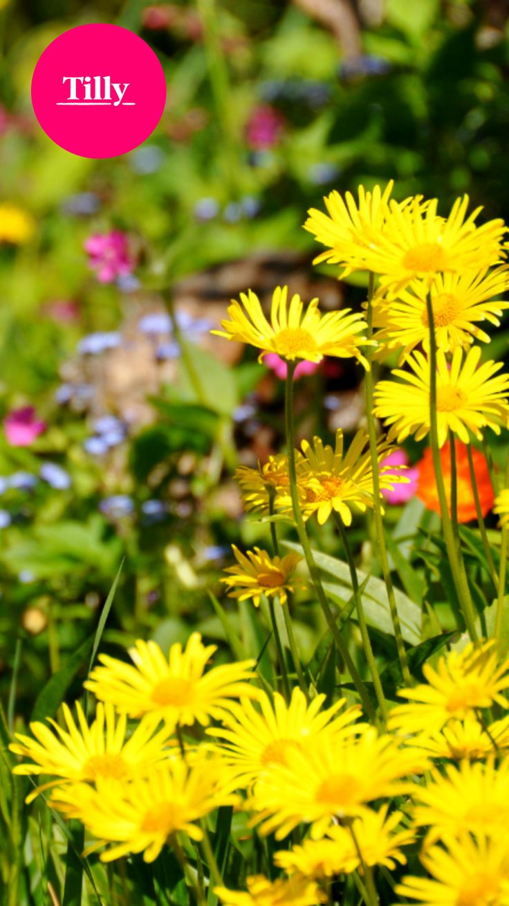Annuals Or Perennials? A Guide To Choosing The Perfect Flowers Annuals Or Perennials? A Guide To Choosing The Perfect Flowers