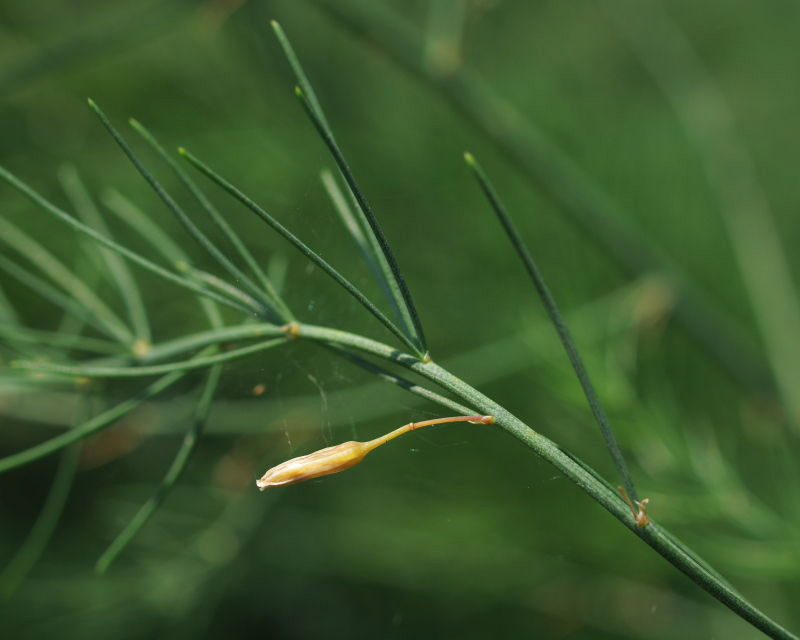Asparagus And Your Health: Exploring The Nutritional Advantages