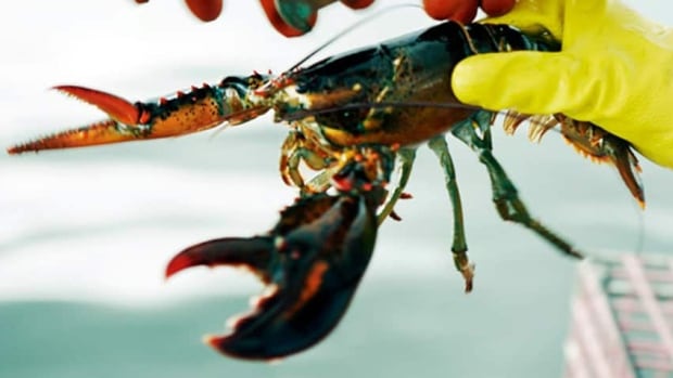 Atlantic Canada Lobster Industry Faces Crisis: Low Prices And Global Economic Headwinds Atlantic Canada Lobster Industry Faces Crisis: Low Prices And Global Economic Headwinds