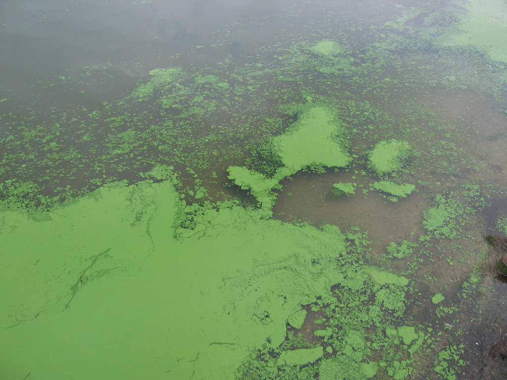 Back-to-Back Harmful Algal Blooms In Kodiak Trigger Shellfish Harvest Warnings Back-to-Back Harmful Algal Blooms In Kodiak Trigger Shellfish Harvest Warnings
