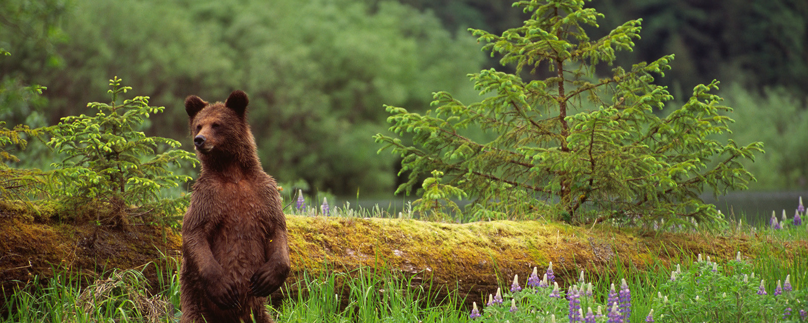 Boosting Safety Through Partnerships: Bear Spray & Training Programs Boosting Safety Through Partnerships: Bear Spray & Training Programs