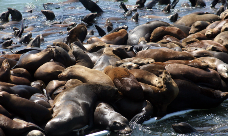 California Coast's Toxic Algae Bloom: Impact On Marine Ecosystems California Coast's Toxic Algae Bloom: Impact On Marine Ecosystems