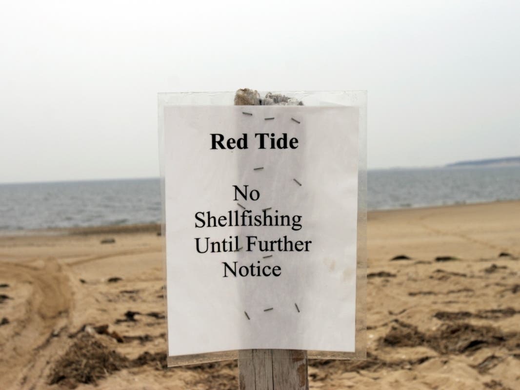 Cape Cod Red Tide Alert: What You Need To Know