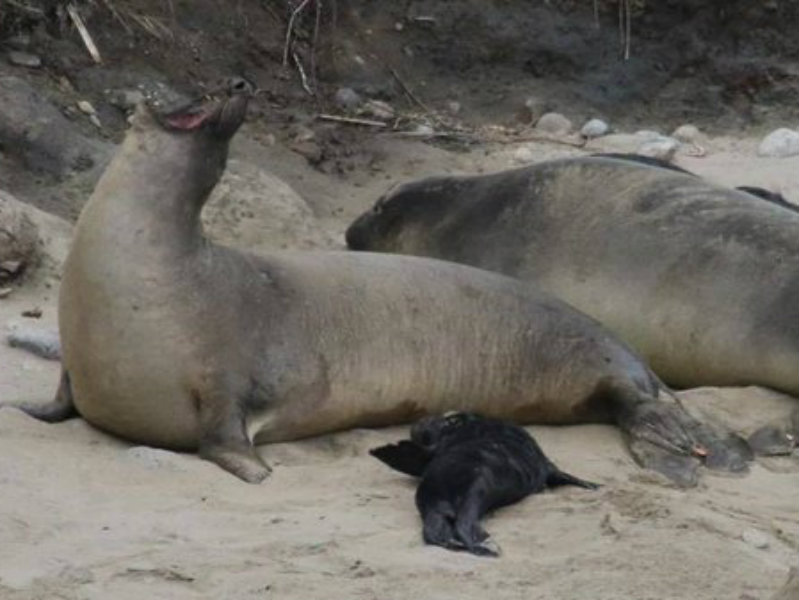 Cape Town Elephant Seal Causes Traffic Chaos Cape Town Elephant Seal Causes Traffic Chaos