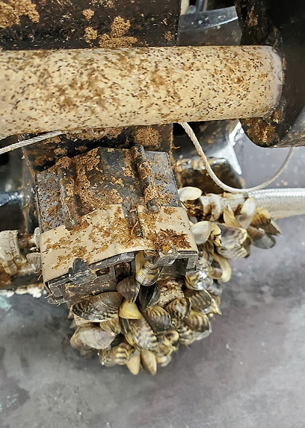 Casper Boat Lift Reveals Thousands Of Invasive Zebra Mussels Casper Boat Lift Reveals Thousands Of Invasive Zebra Mussels