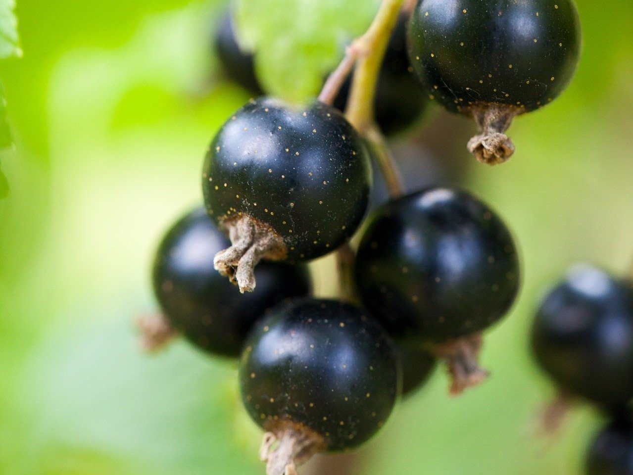 Cassis Blackcurrant: Health Benefits And Nutritional Information Cassis Blackcurrant: Health Benefits And Nutritional Information