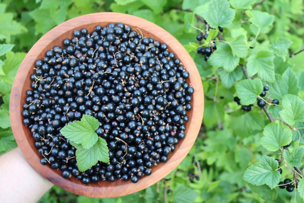 Cassis Blackcurrant Recipes: Drinks, Desserts, And More Cassis Blackcurrant Recipes: Drinks, Desserts, And More