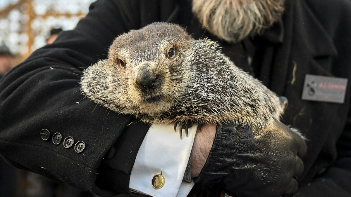 Celebrating One Year: Punxsutawney Phil's Family Milestone Celebrating One Year: Punxsutawney Phil's Family Milestone