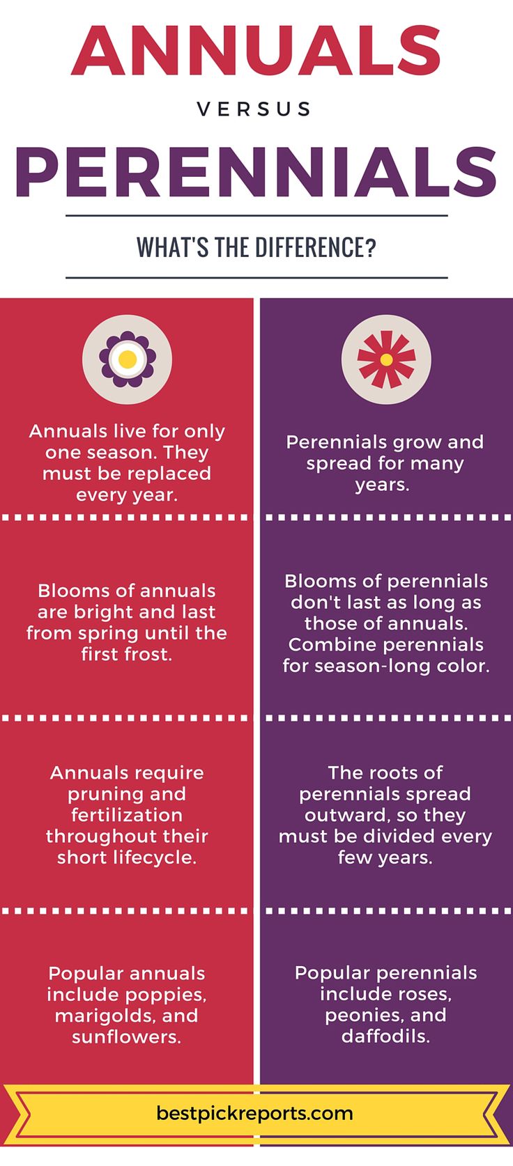 Choosing Between Annuals And Perennials: A Gardener's Dilemma Choosing Between Annuals And Perennials: A Gardener's Dilemma