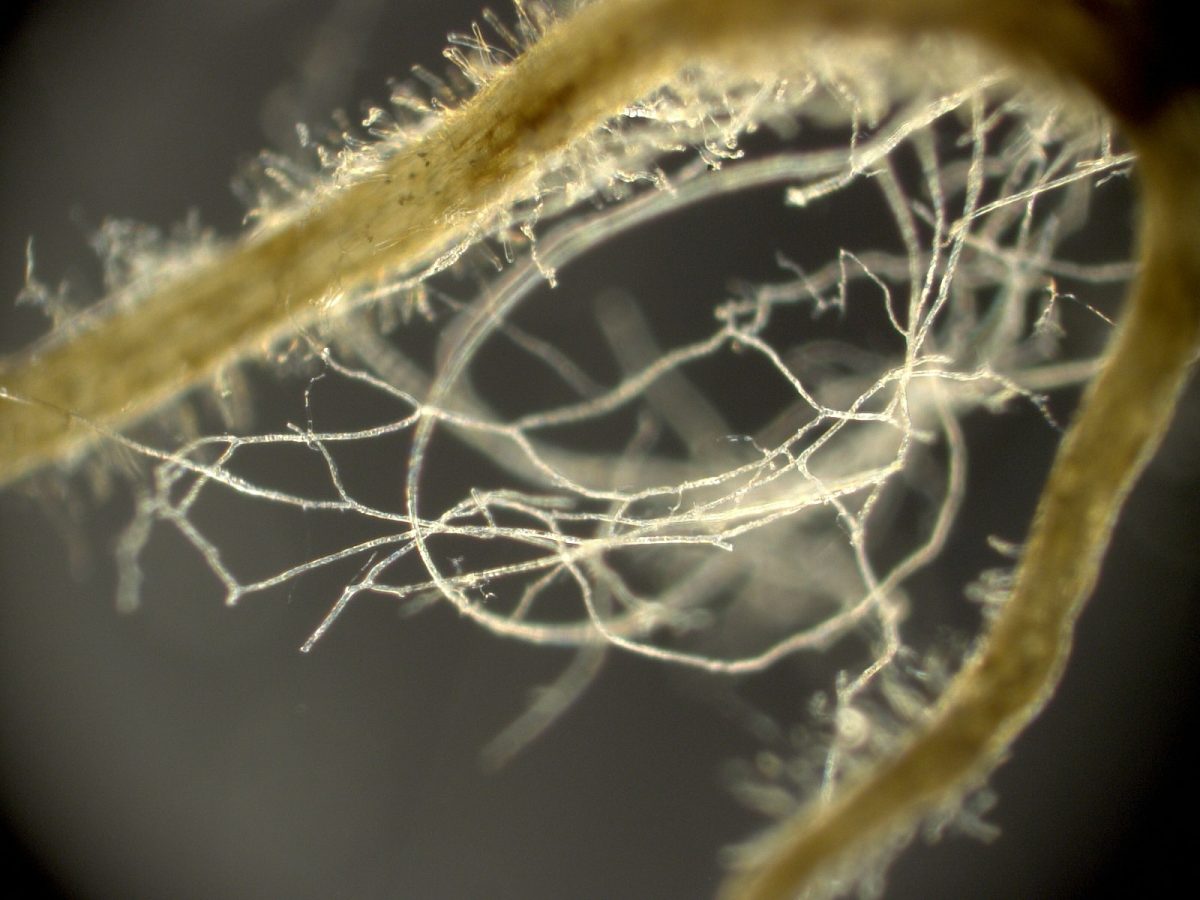 Climate Change Fuels The Spread Of Dangerous Fungi Climate Change Fuels The Spread Of Dangerous Fungi