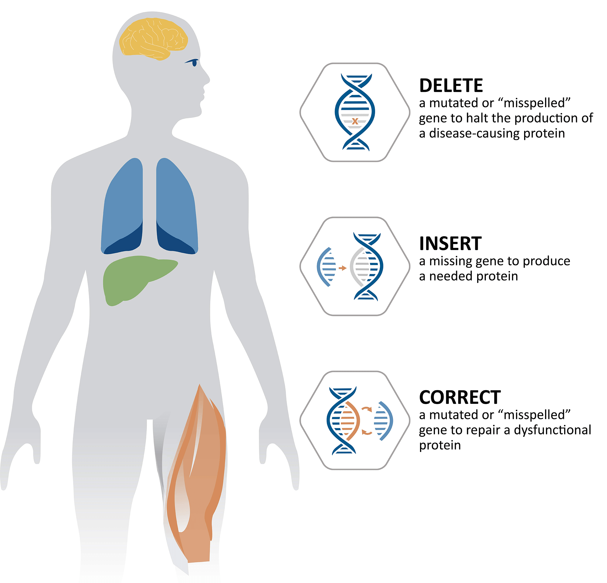 Complete Gene Insertion: Advances In Precise Gene Editing Technology Complete Gene Insertion: Advances In Precise Gene Editing Technology