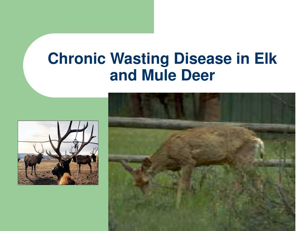 Confirmation Of Chronic Wasting Disease At Jackson Hole Elk Feedground Confirmation Of Chronic Wasting Disease At Jackson Hole Elk Feedground