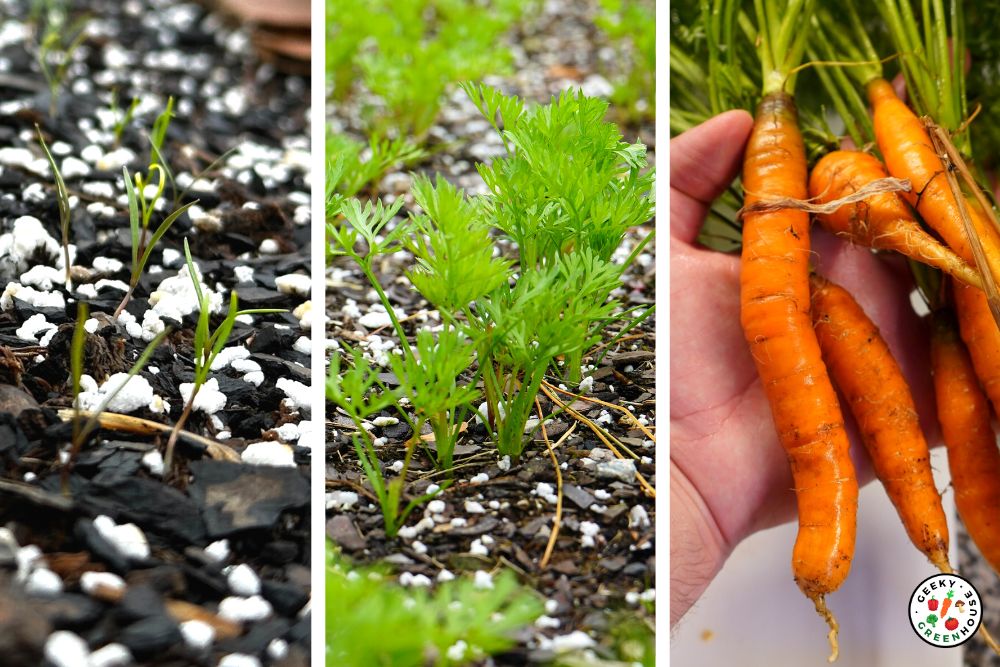 Country Diary: Identifying And Cooking A Wild Carrot Relative Country Diary: Identifying And Cooking A Wild Carrot Relative