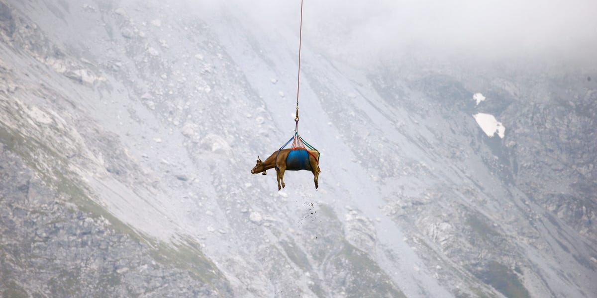 Cows Airlifted Out Of Swiss Village: A Unique Rescue Operation Cows Airlifted Out Of Swiss Village: A Unique Rescue Operation