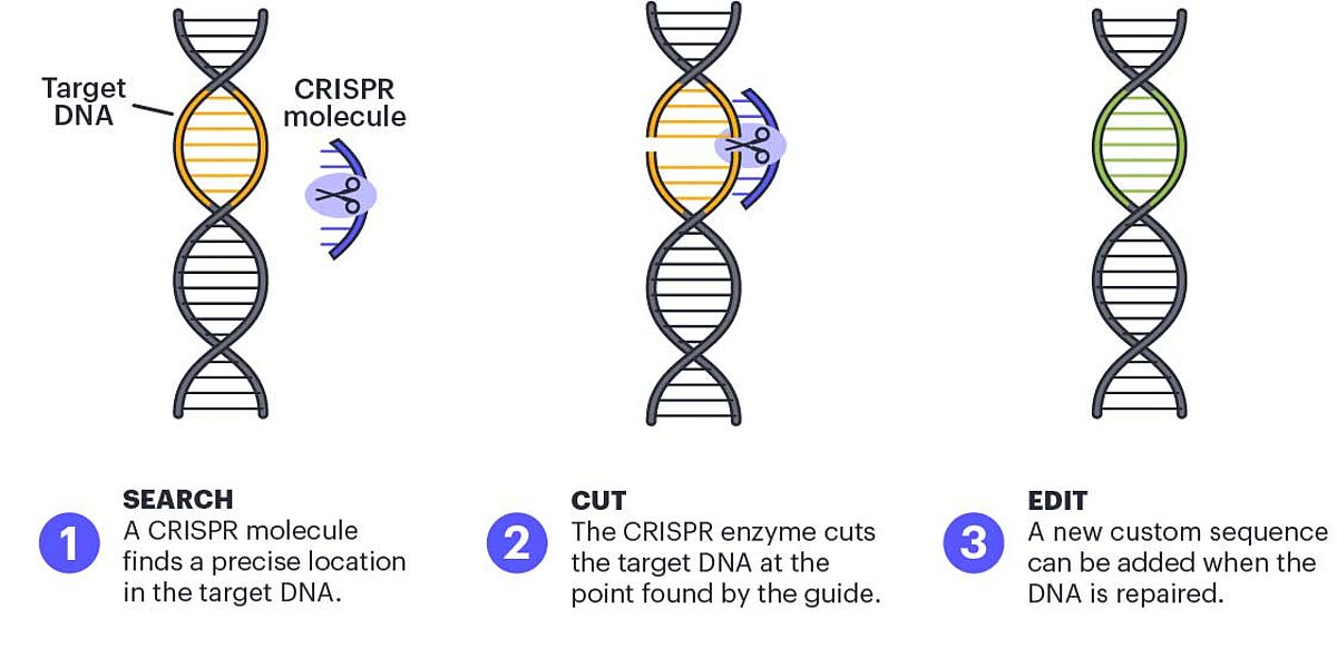 CRISPR Gene Editing: A Powerful System For Whole Gene Insertion CRISPR Gene Editing: A Powerful System For Whole Gene Insertion