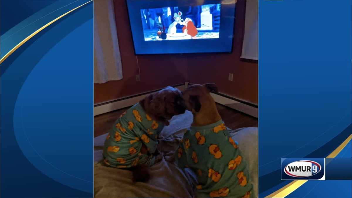 Cubs Fans Recreate Lady And The Tramp Scene With A Hot Dog Cubs Fans Recreate Lady And The Tramp Scene With A Hot Dog