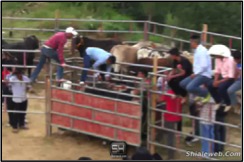 Discover Neal McDonough's Intense Training For New Bull Riding Video Discover Neal McDonough's Intense Training For New Bull Riding Video