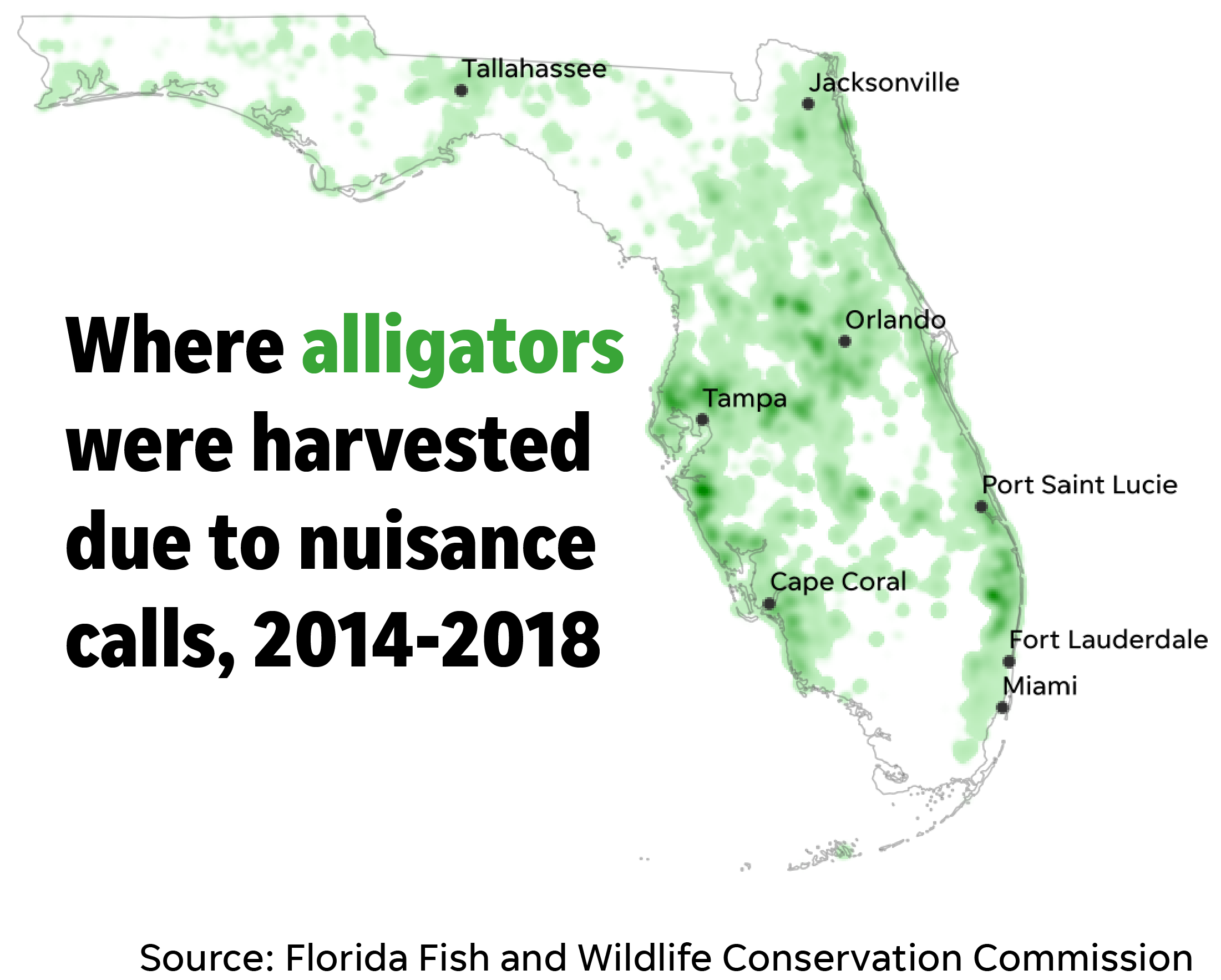 Documenting Florida's Alligator Population: Spring Habitat Filming Documenting Florida's Alligator Population: Spring Habitat Filming