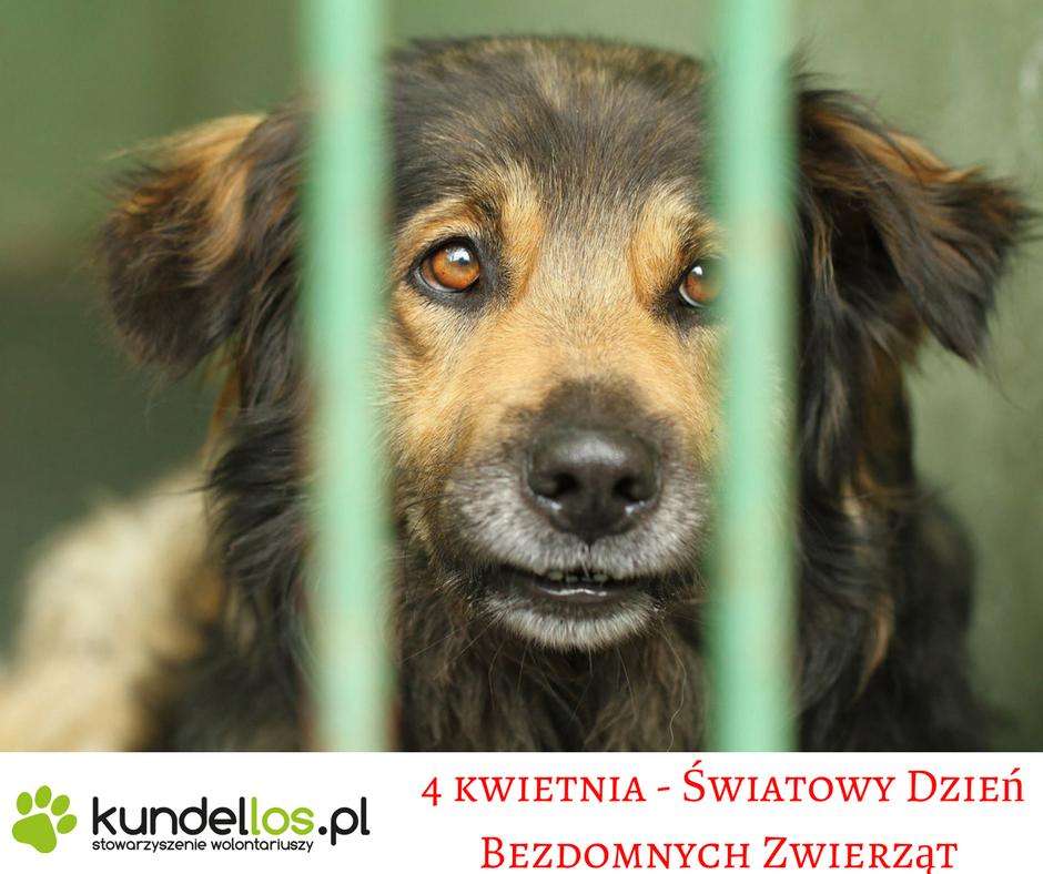 Dzień Zwierząt Bezdomnych (4 Kwietnia):  Solidarność Z Bezpańskimi Zwierzętami