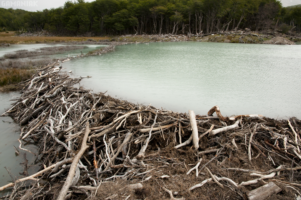 Évaluation De L'impact Des Aménagements Castors Sur Deux Cours D'eau Drômois Évaluation De L'impact Des Aménagements Castors Sur Deux Cours D'eau Drômois