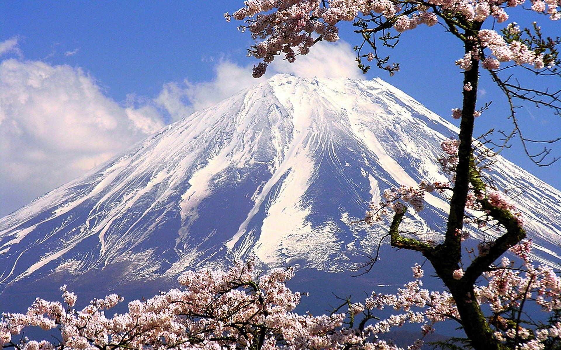 Experience Japan's Cherry Blossoms: A Springwatch Guide Experience Japan's Cherry Blossoms: A Springwatch Guide