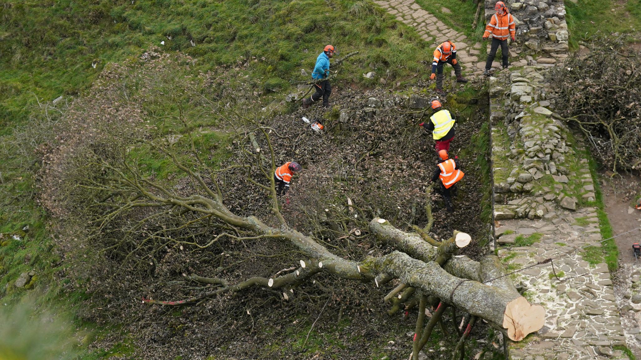 Felling Of Sycamore Gap Tree: Court Case And Sentencing Of Two Men Felling Of Sycamore Gap Tree: Court Case And Sentencing Of Two Men