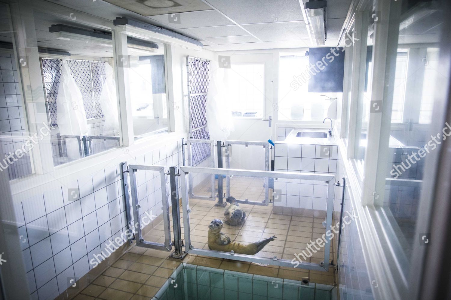 Final Seals Find New Homes As Pieterburen Rescue Center Closes Final Seals Find New Homes As Pieterburen Rescue Center Closes