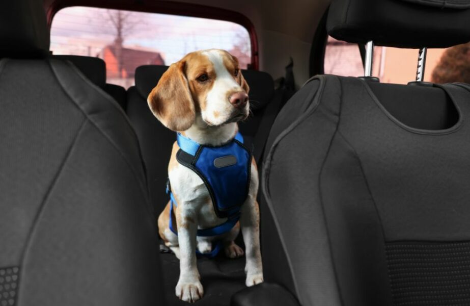 Get Your Pet To The Vet With Uber Pet: Delhi & Mumbai Launch Get Your Pet To The Vet With Uber Pet: Delhi & Mumbai Launch