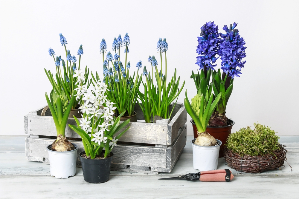 Guaranteed Hyacinth Blooms: A Simple Planting Guide Guaranteed Hyacinth Blooms: A Simple Planting Guide