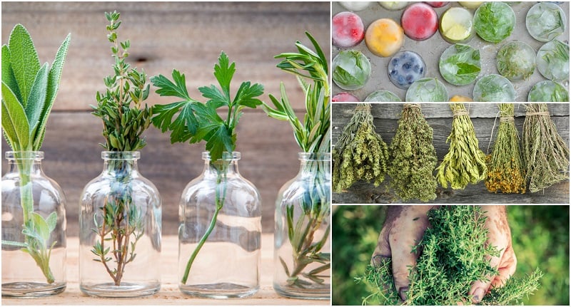 Harvesting And Preserving Rosemary & Thyme: Tips And Techniques
