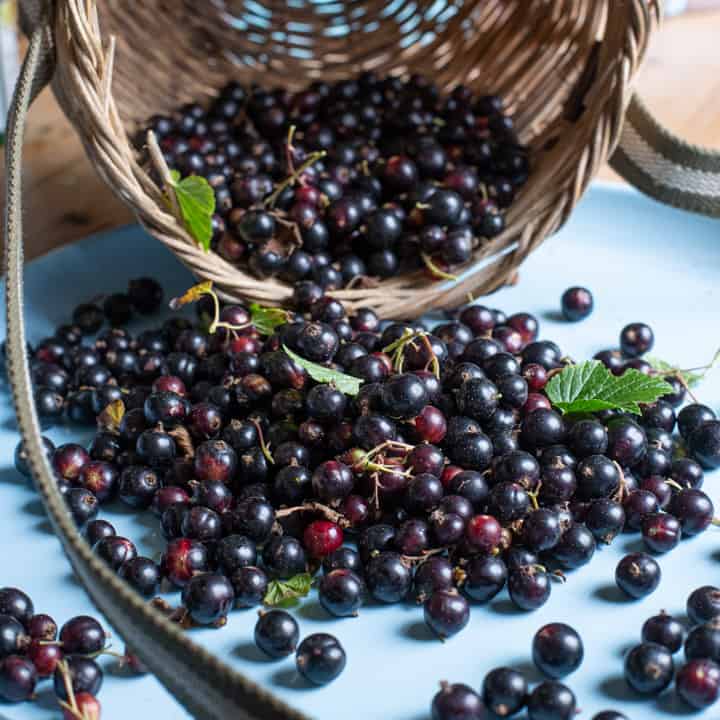 Health Benefits And Nutritional Information Of Cassis Blackcurrant Health Benefits And Nutritional Information Of Cassis Blackcurrant