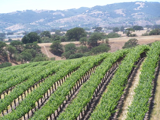 Heat Advisory: Paso Robles Temperatures Soar – How Hot Will It Get? Heat Advisory: Paso Robles Temperatures Soar – How Hot Will It Get?