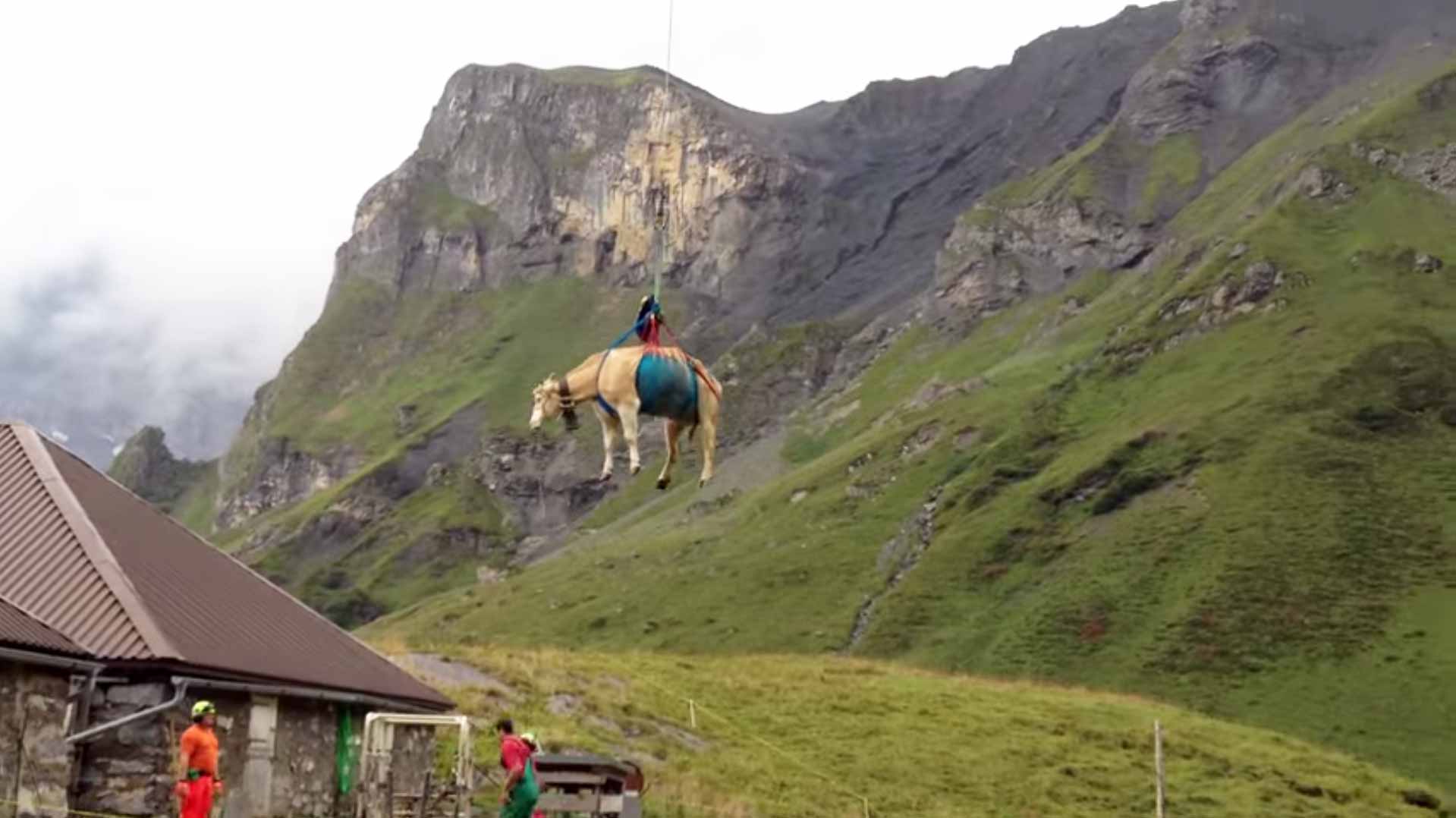 Helicopter And On-Foot Evacuation Of Livestock Amidst Swiss Landslide Fears Helicopter And On-Foot Evacuation Of Livestock Amidst Swiss Landslide Fears