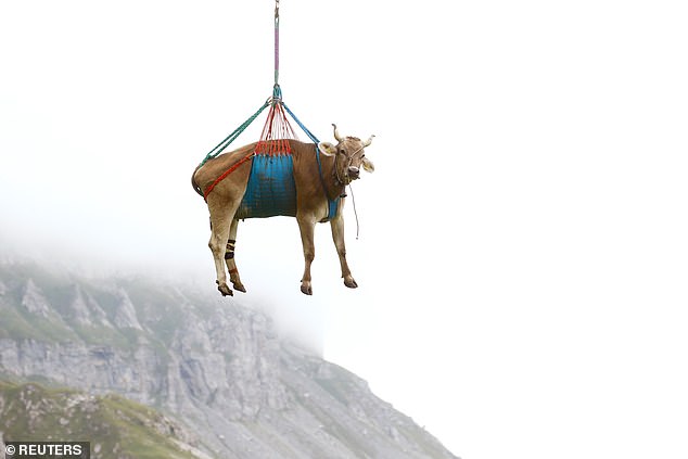 Helicopter Rescue: Cows Airlifted From Isolated Swiss Location Helicopter Rescue: Cows Airlifted From Isolated Swiss Location