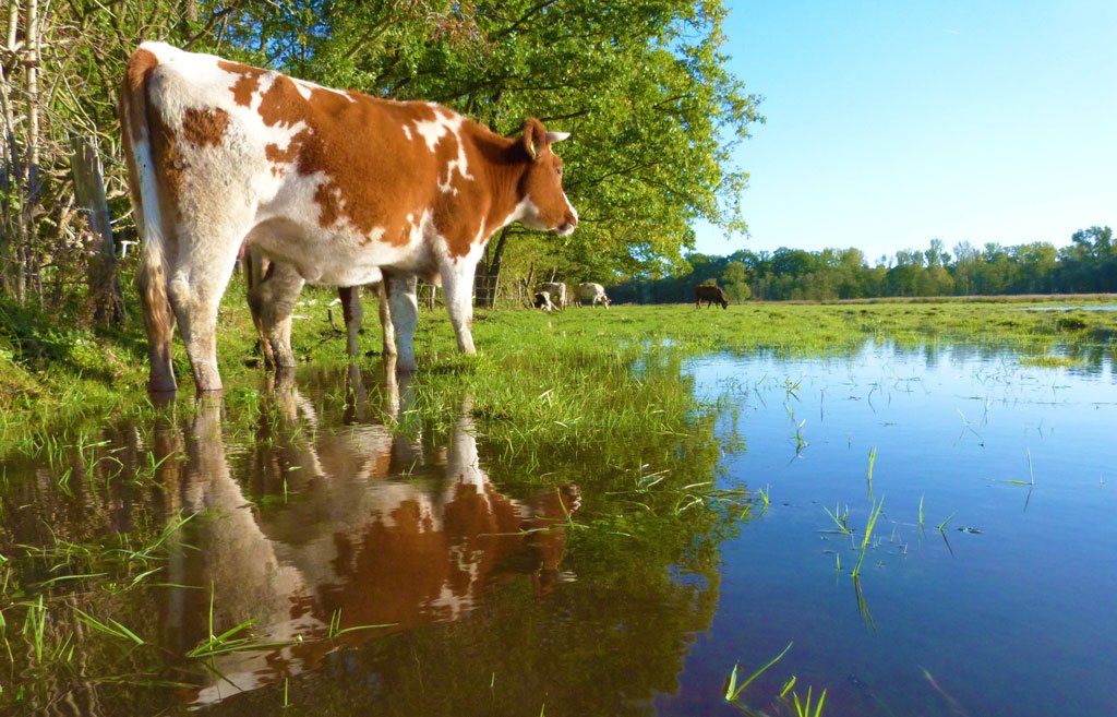 How Flooding Impacts Livestock And Farming How Flooding Impacts Livestock And Farming