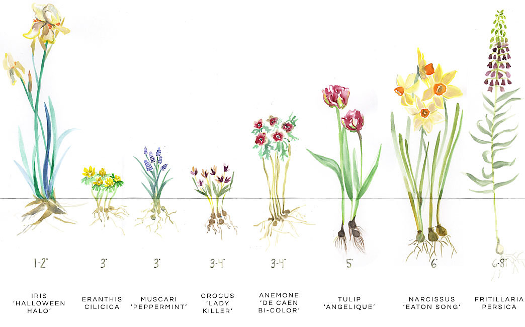 Hyacinth Bulb Planting Guide: Timing For Success Hyacinth Bulb Planting Guide: Timing For Success