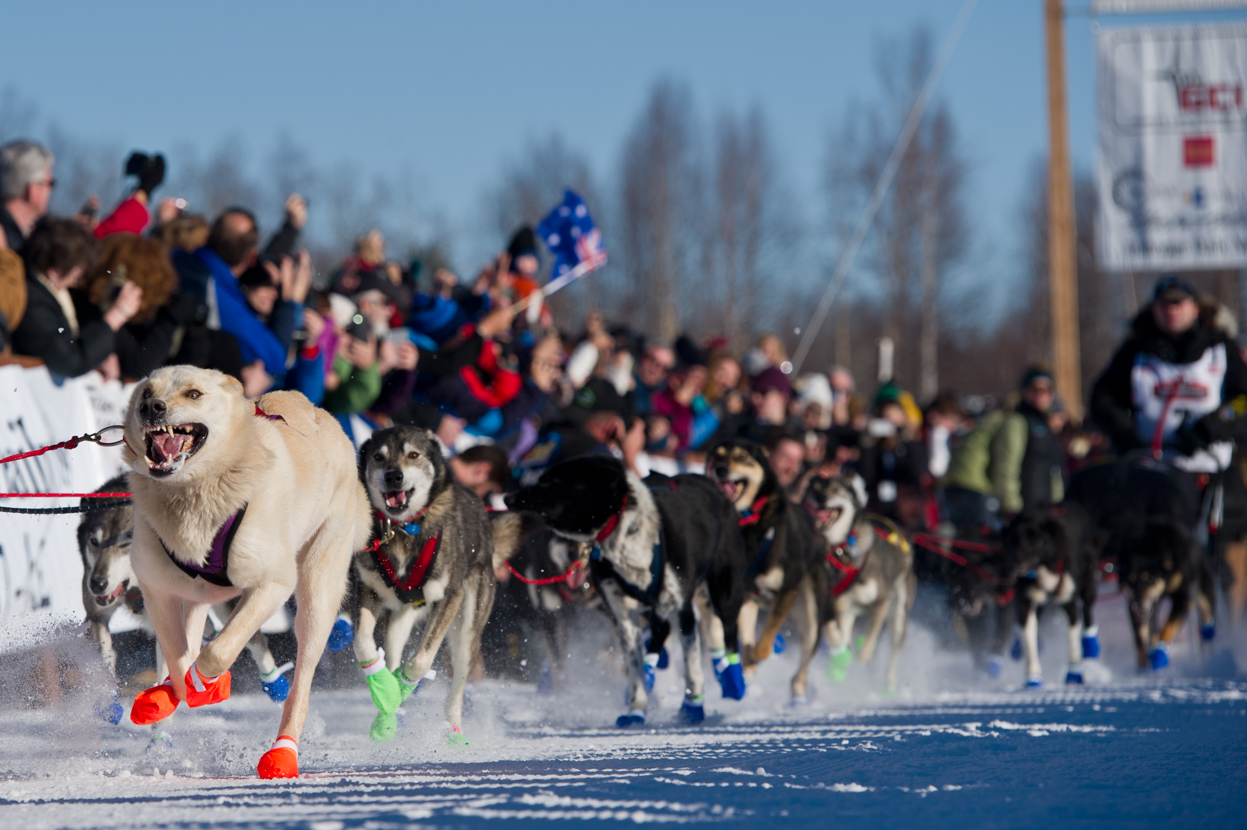 Iditarod 2024: Following Seven Rookie Mushers To Nome Iditarod 2024: Following Seven Rookie Mushers To Nome