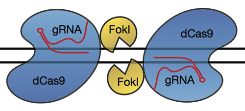 Improving Gene Editing Precision: Advanced Methods For Complete Gene Insertion Improving Gene Editing Precision: Advanced Methods For Complete Gene Insertion