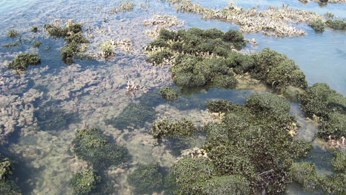 Invasive Seaweed: A Growing Threat To Australia's Coastal Ecosystems Invasive Seaweed: A Growing Threat To Australia's Coastal Ecosystems