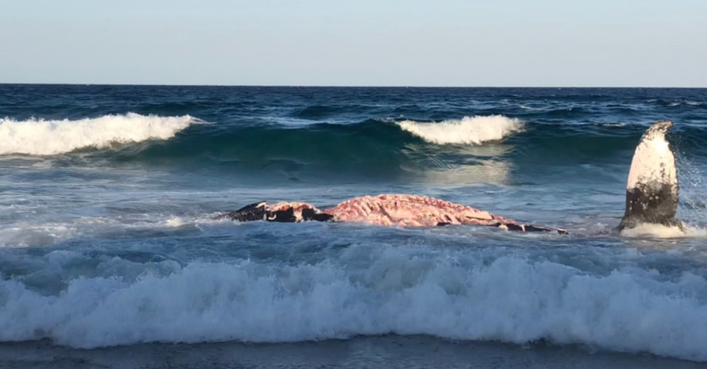 Israeli Beach's Shark Attraction Turns Tragic After Swimmer's Disappearance Israeli Beach's Shark Attraction Turns Tragic After Swimmer's Disappearance